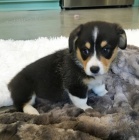 �t��ata Pembroke Welsh Corgi