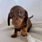 trpasli�� �t��ata hladkosrst�ho jezev��ka