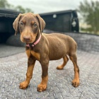 Dobrman �t���tka