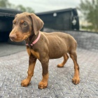 Dobrman �t���tka