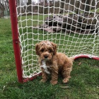 Cockapoo