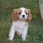 �t��ata Kaval�r King Charles Spaniel.