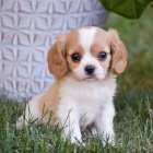 �t��ata Kaval�r King Charles Spaniel.