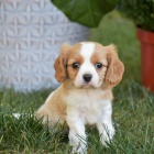 �t��ata Kaval�r King Charles Spaniel.