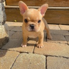 �teniatka dachshunda na adopciu