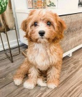 Maltipoo �teniatka na predaj