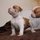 americk�ho buldoka