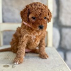 �t��ata Cavapoo
