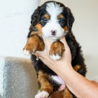 �t��ata Bernedoodle.