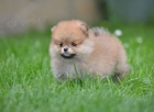 Pomeranian BOO �t��ata