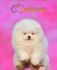 Pomeranian Boo �t��ata