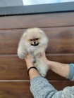 Pomeranian �t��ata