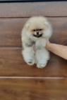 Pomeranian �t��ata