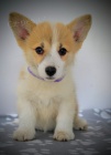 Welsh Corgi Pembroke �t��ata