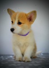 Welsh Corgi Pembroke �t��ata