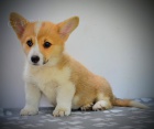 Welsh Corgi Pembroke �t��ata