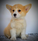 Welsh Corgi Pembroke �t��ata