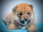 Shiba Inu �t��ata