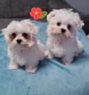 Malt�zsk� ps�k bez PP