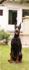 DOBERMAN �t��ata na prodej