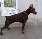 DOBERMAN �t��ata na prodej