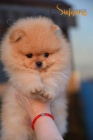 Pomeranian BOO �t��ata