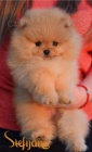 Pomeranian BOO �t��ata