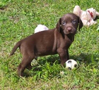 Nab�dka �t��at n�meck�ho oha�e kr�tkosrst�ho