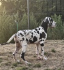 N�meck� doga � kr�sn� �t��ata