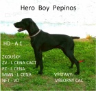 Nab�dka �t��at n�meck�ho oha�e kr�tkosrst�ho