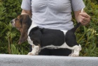 Basset Hound