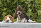 Basset Hound