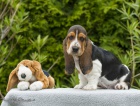 Basset Hound