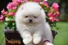 Pomeranian BOO �t��ata