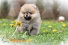 Pomeranian BOO �t��ata
