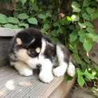 mini �t��ata sibi�sk�ho huskyho