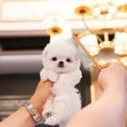 �t��ata malt�z�k�.