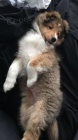 �t��ata sheltie k adopci