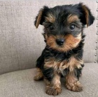 MINI YORKIPOO