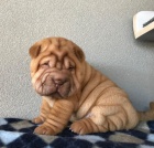 shar-pei.