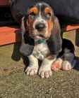 �t��ata Basset hound