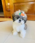 �t��ata SHIH TZU