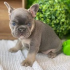 francouzsk�ho buldo�ka.