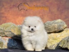 Pomeranian BOO �t��ata