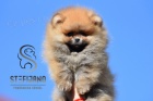 Pomeranian BOO �t��ata