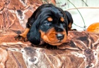 N�dhern� �t���tka Black and Tan Coonhound!