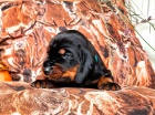 N�dhern� �t���tka Black and Tan Coonhound!