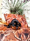 N�dhern� �t���tka Black and Tan Coonhound!