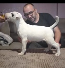 Bulteri�r �t��ata na prodej