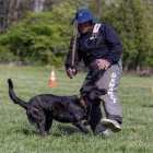 Na predaj s� vycvi�en� ochrann� a str�ne psy.